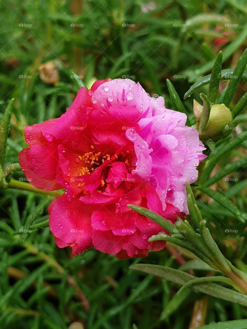 the Portulaca Grandiflora