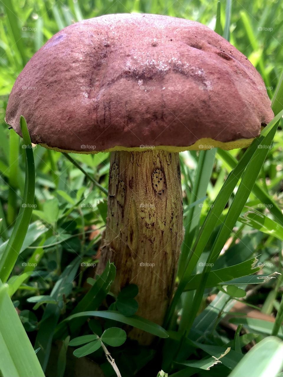 Closeup of the red mushrooms stalk and top. 