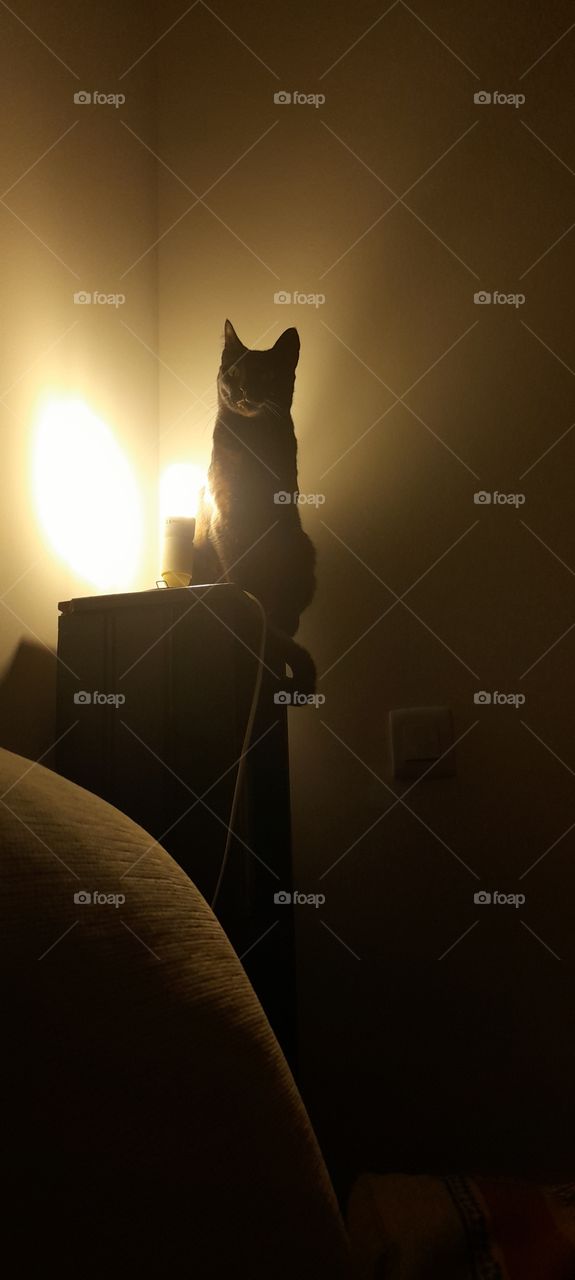 my black cat is watching 👀you