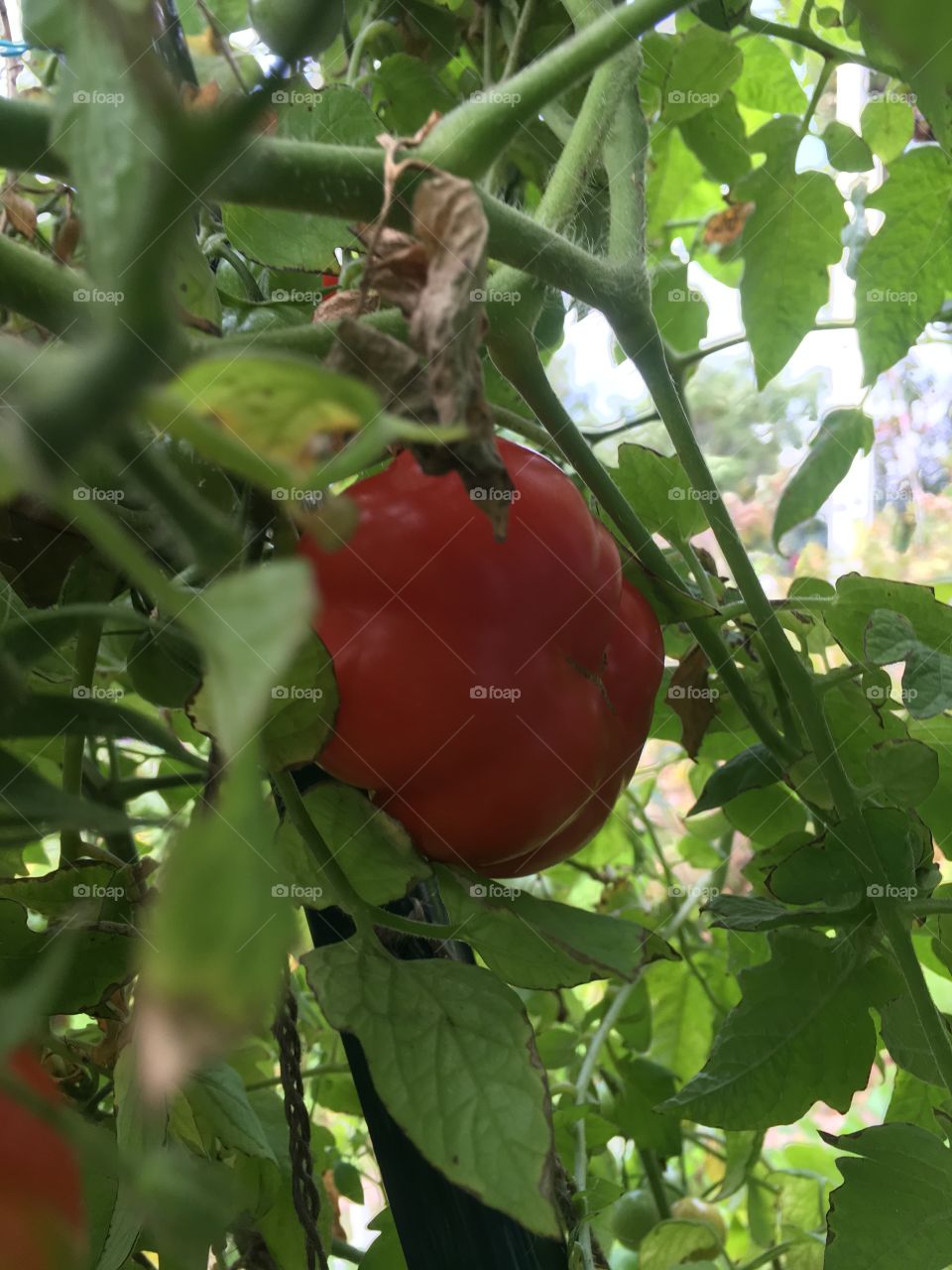 3. Tomato