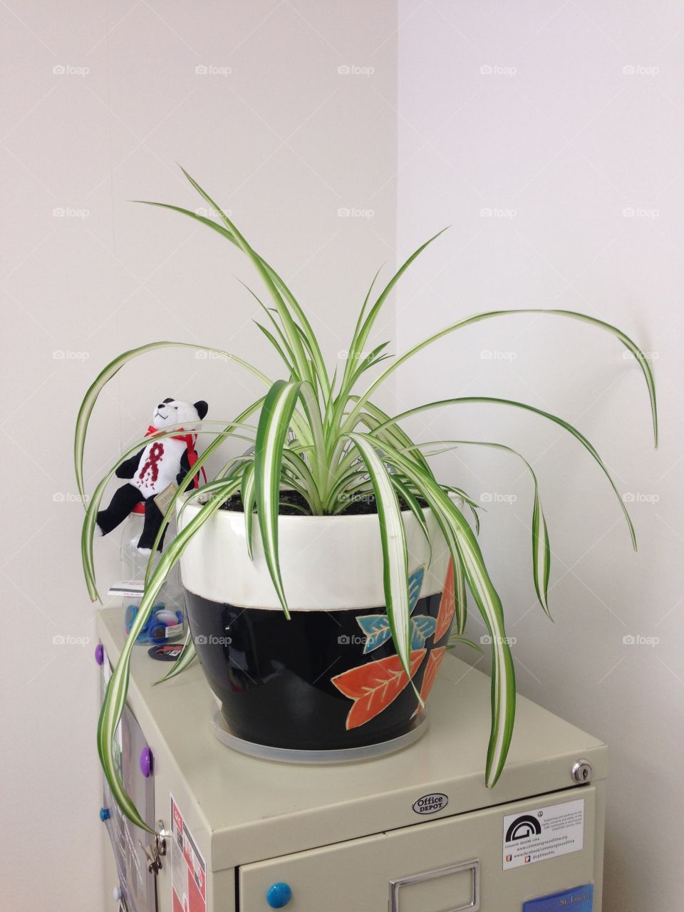 Spider plant at work 
