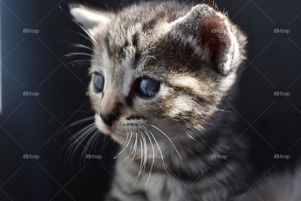 Cute Kitten