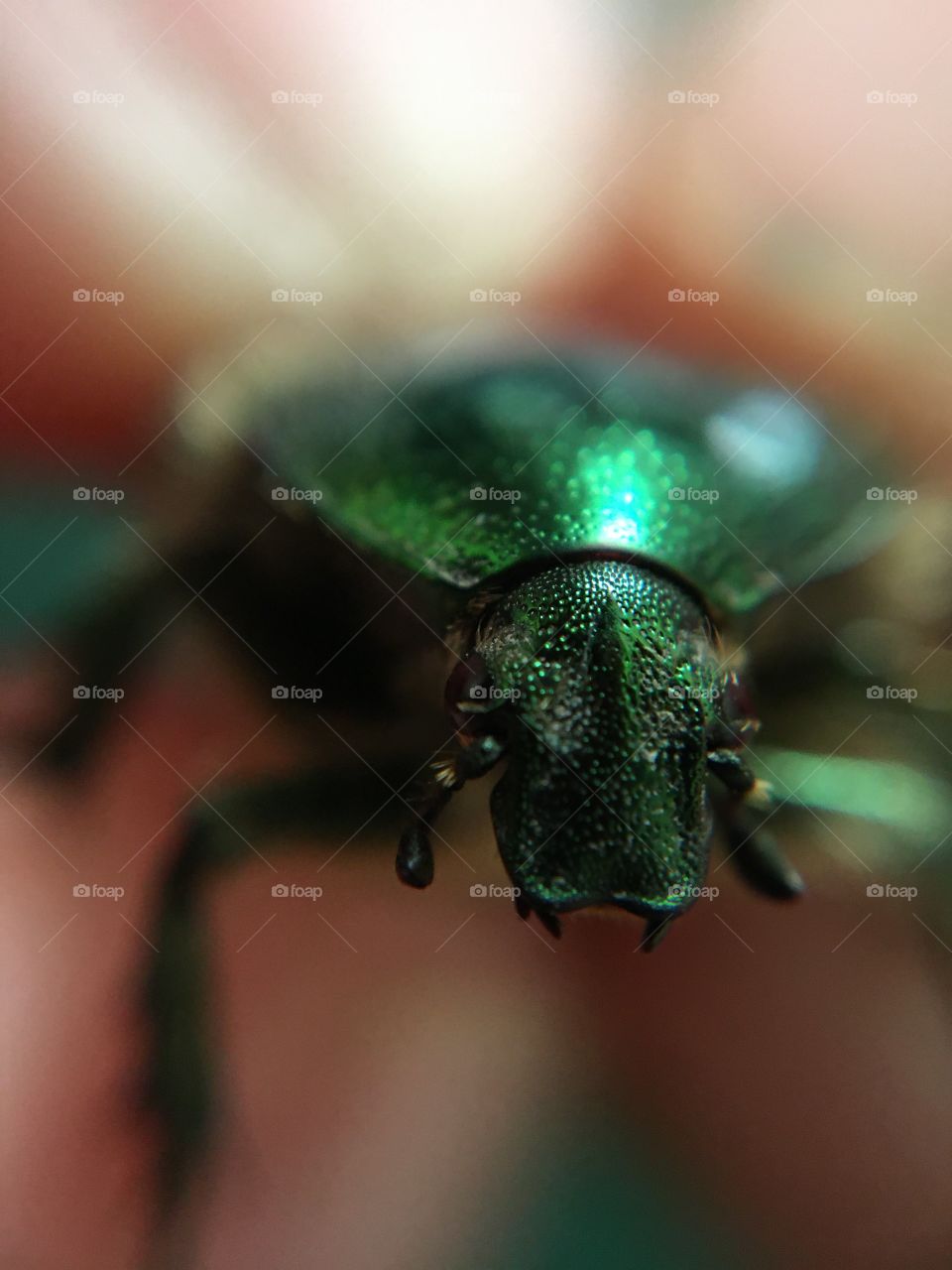 Green beetle in macro 