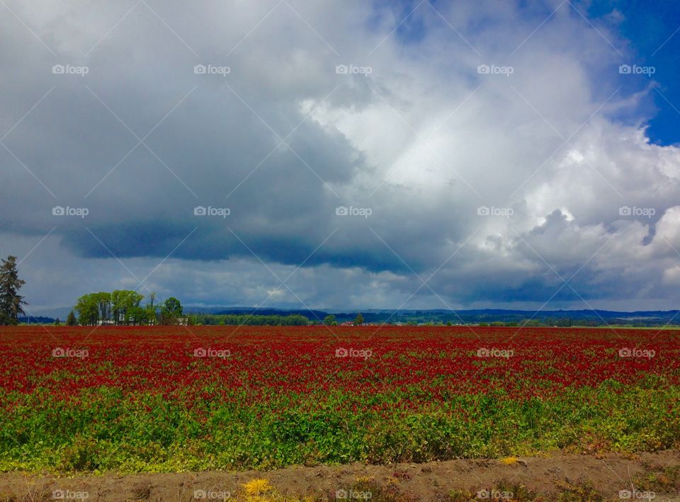 Red Clover Field. Field of Red clover in Hillsboro, Oregon.