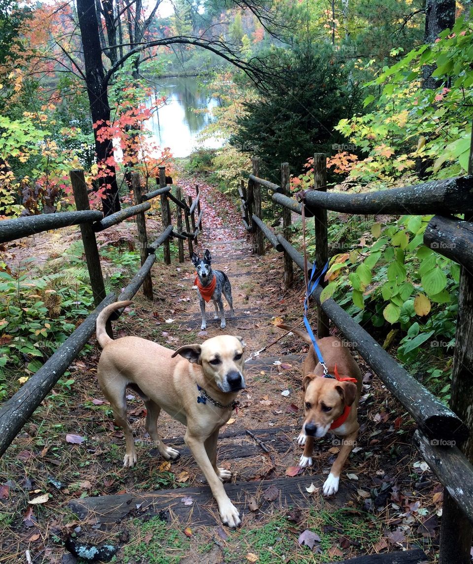 Three dog staircase