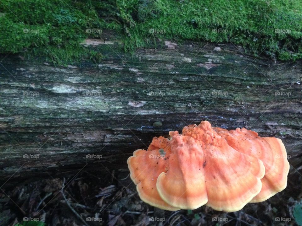 Bright orange fungus