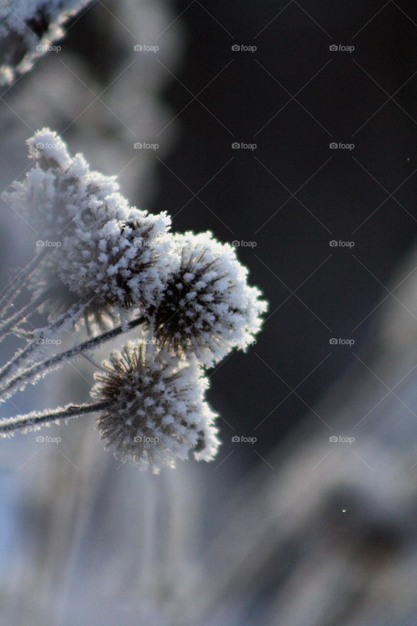 Snow thorns