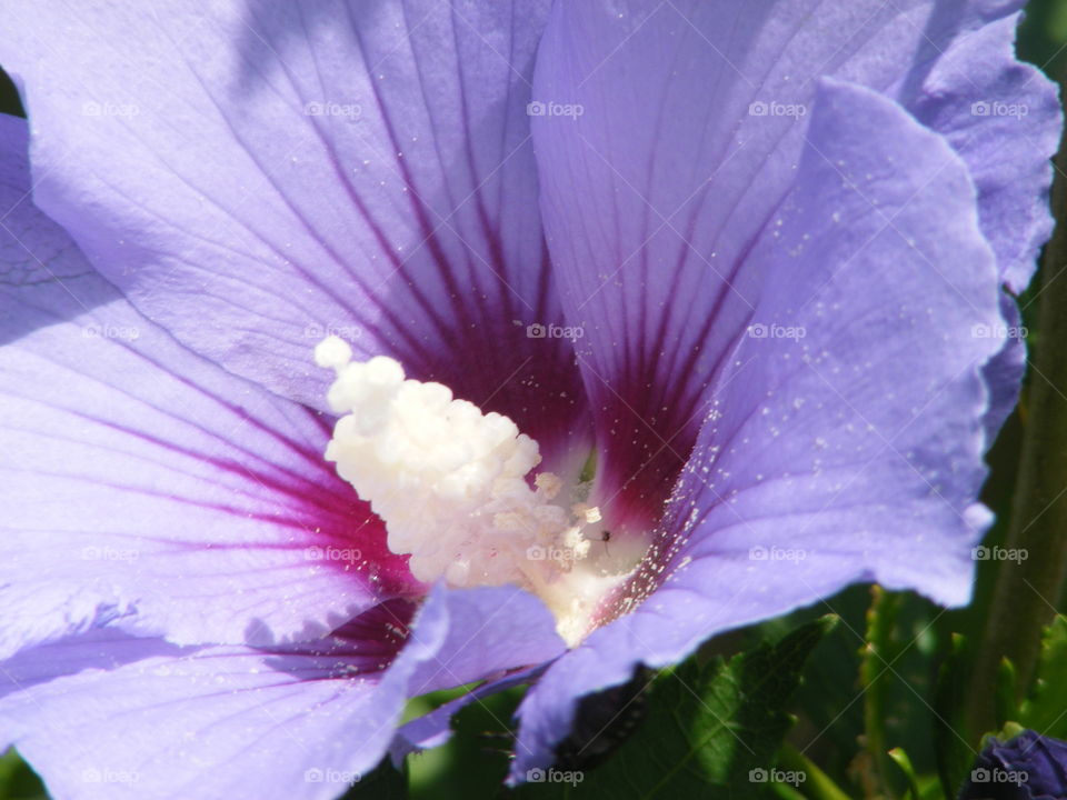 Purple lavender flower