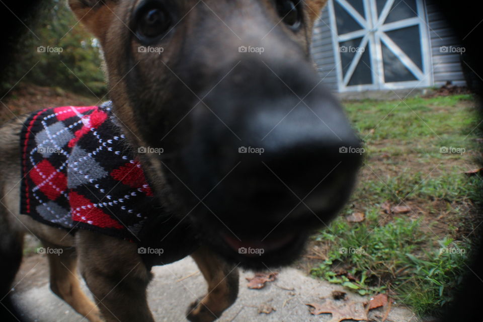 German Shepherd puppy in sweater exploring