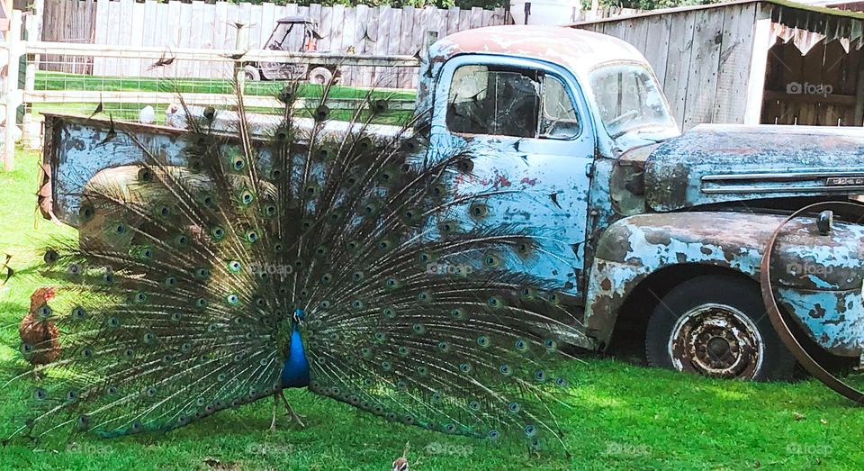 Pretty peacock blues battle