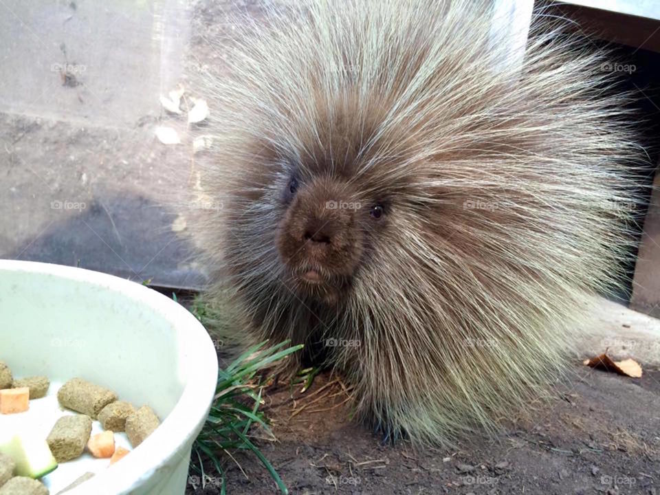 Baby North American porcupine - Turtle Back Zoo