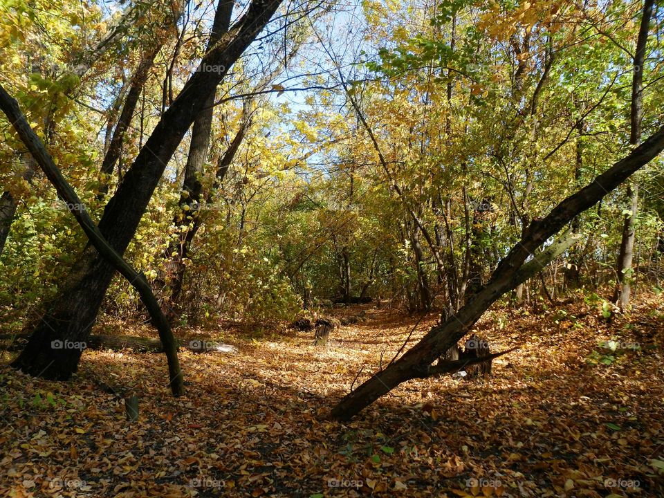 View of forest in autumn