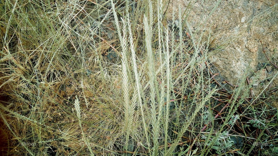 the beautiful grass light gold color in my farm