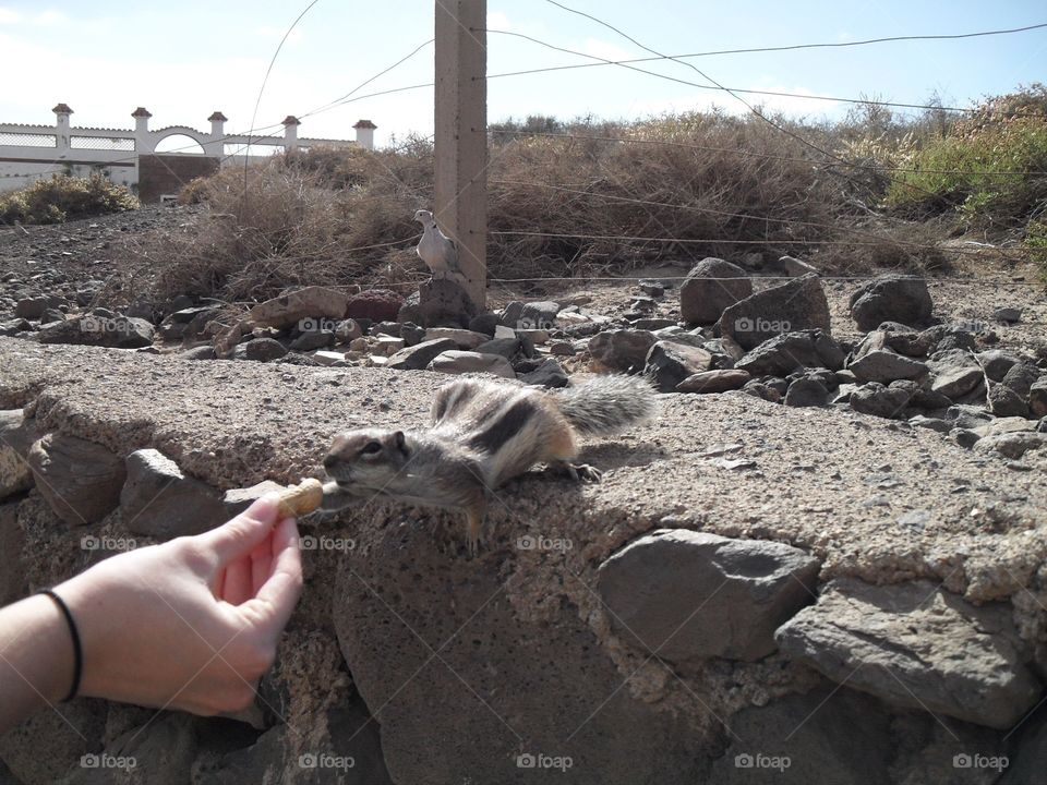 Feeding chipmunks in Fuerteventura