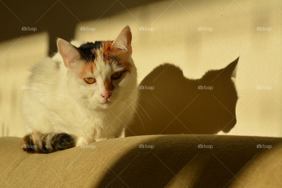 cat pet home in the solar light and shadows