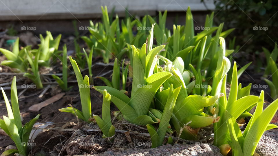 Sprouting Tulips - 3 of 3