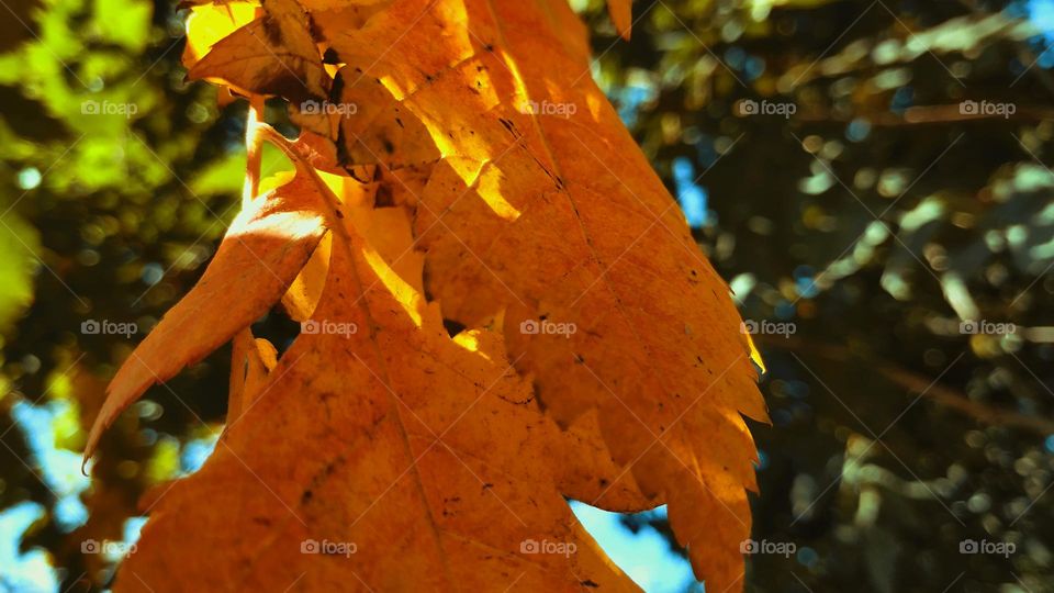 autumn leaves in a sunny day