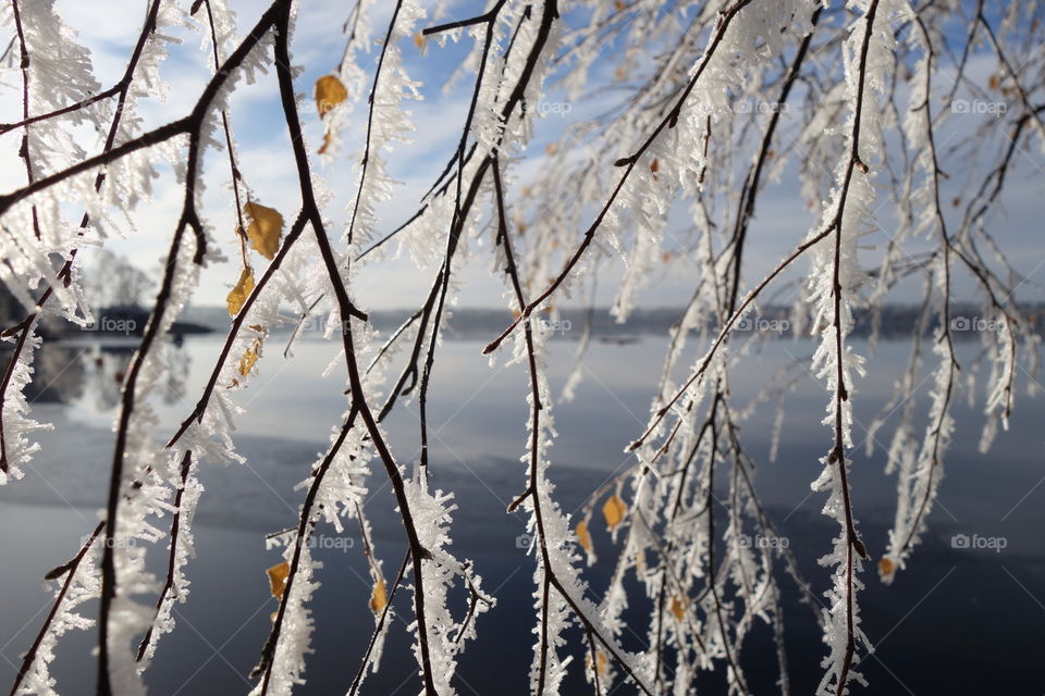 Close-up of snowy branch