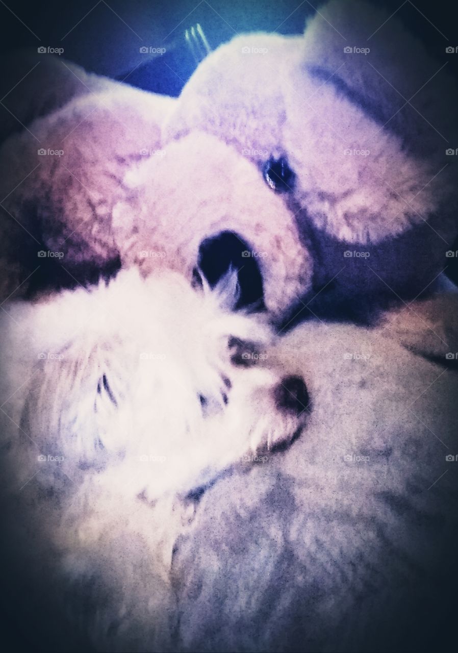 doggies in dreamland
