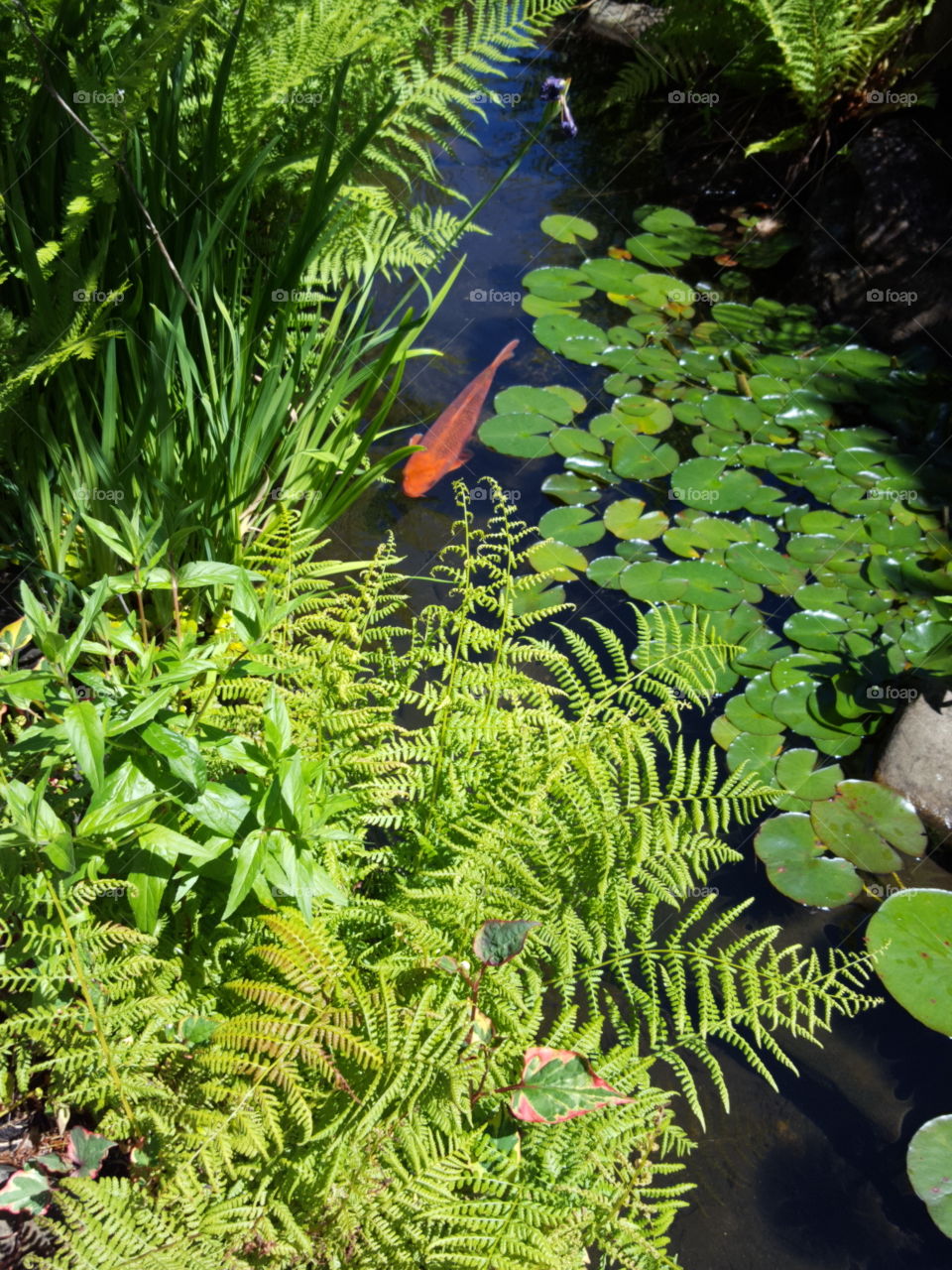 Gold fish in pond