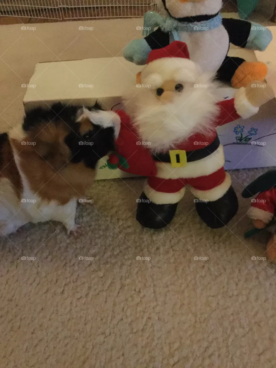 Dog, Mammal, Christmas, No Person, Winter