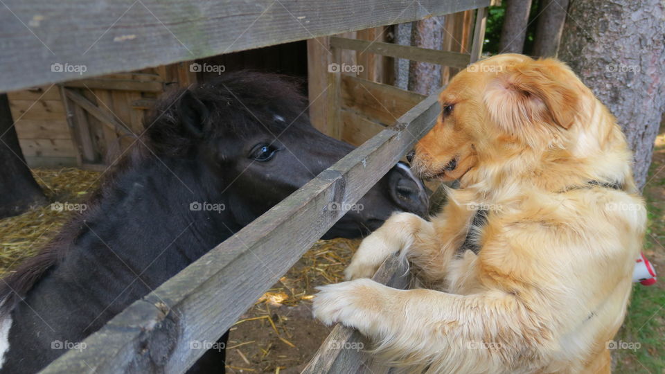 greeting pony and dog
