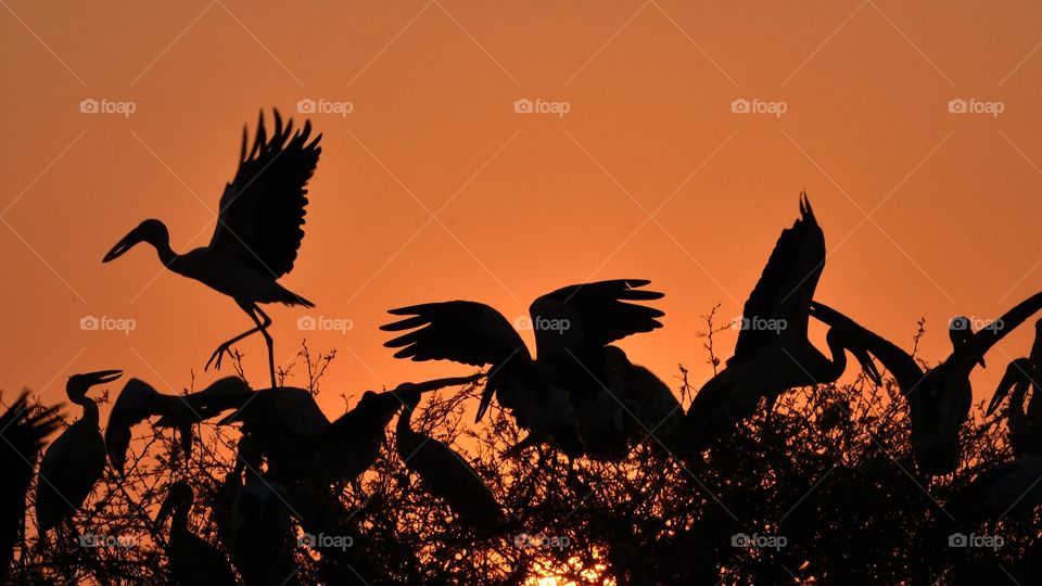 Asian open billed Stork