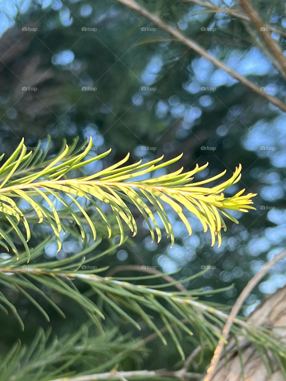 Sunshine on the leaves 