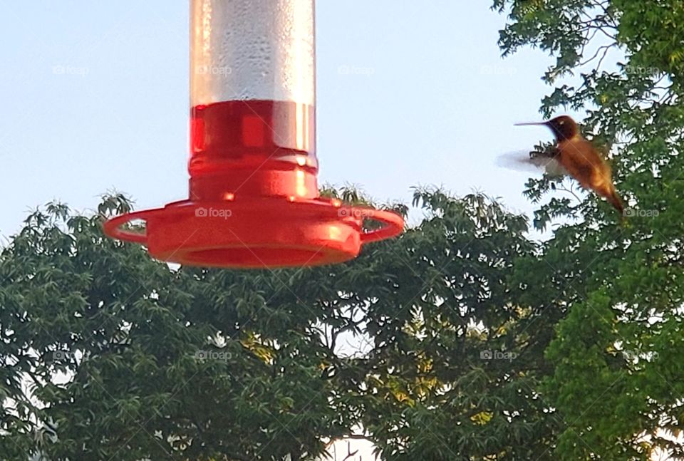 hummingbird flying to the feeder