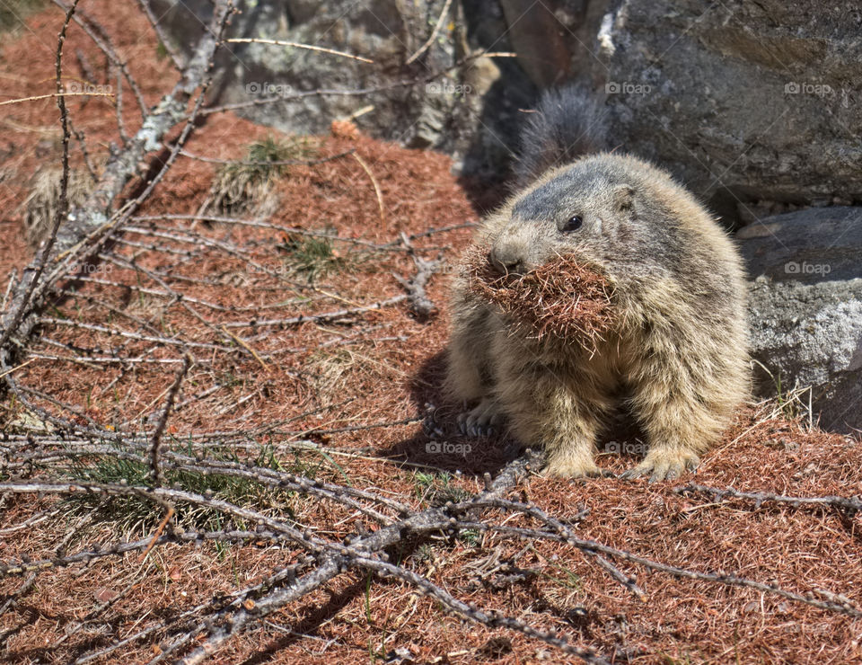 Alpine marmot with mouth stuffed with pine needles