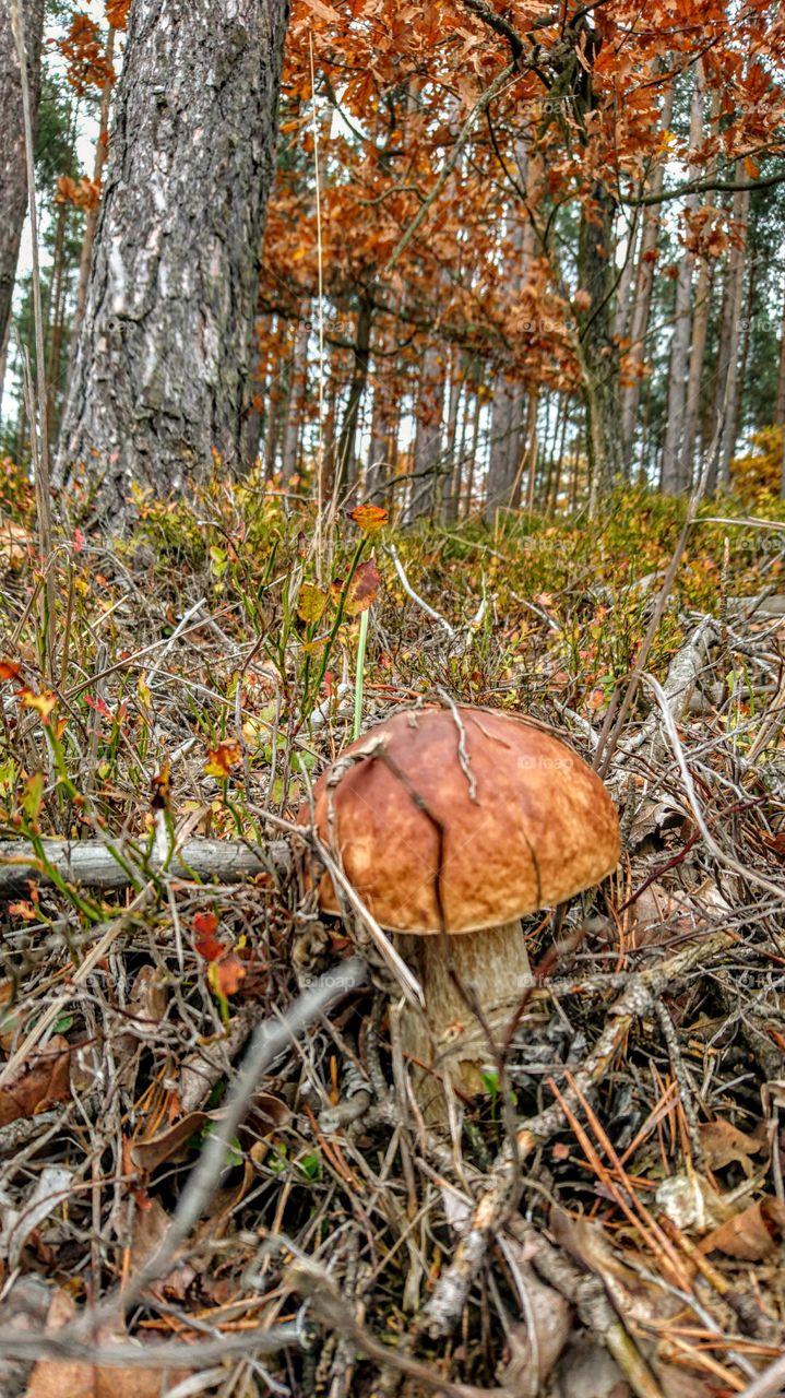 boletus