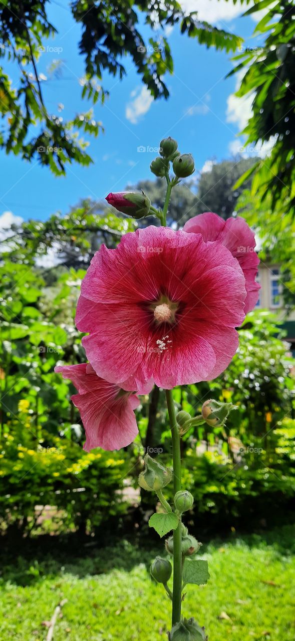 garden flower