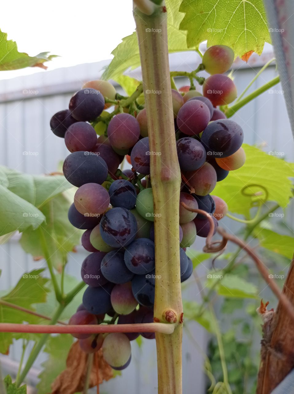 A bunch of grapes. Summer.