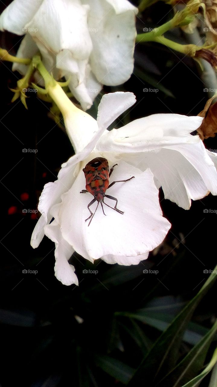 One insect on  petal white blooming 
wildflower