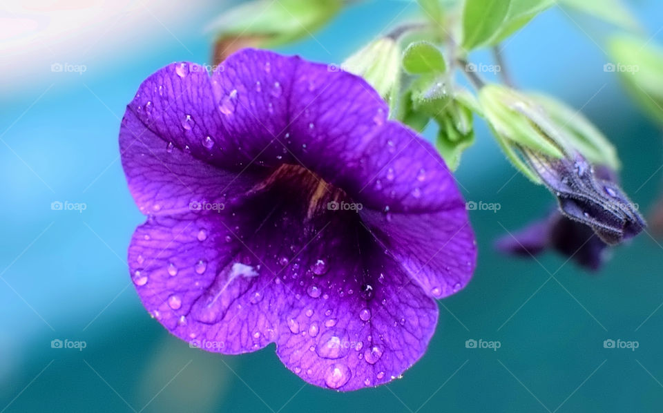 Purple flower with water drop