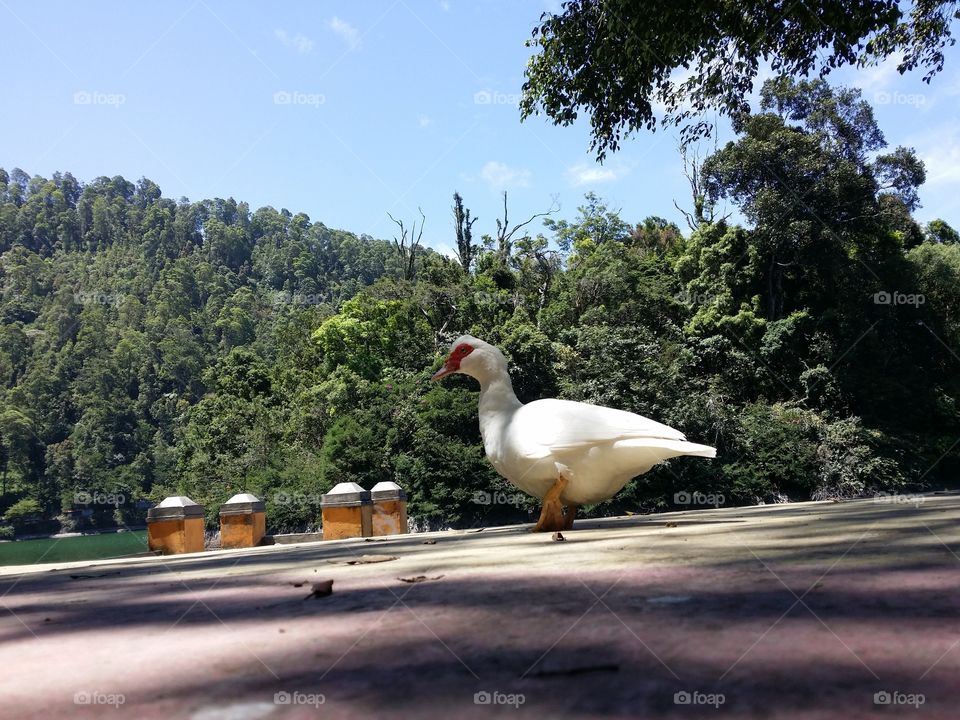 this lovely bird called "menthok" in Javanese