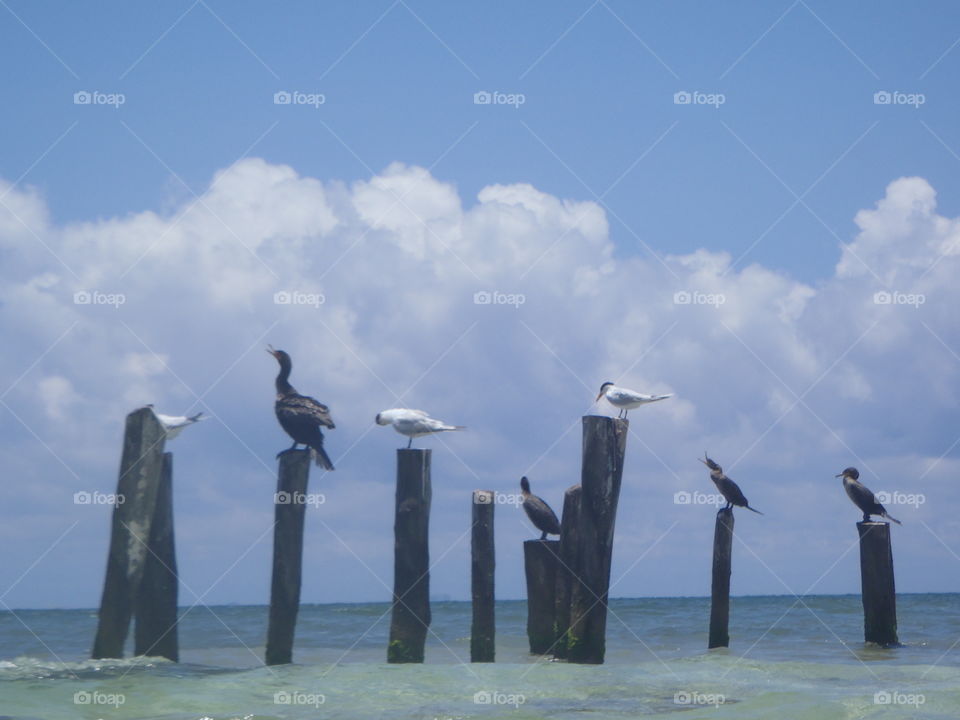 More birds on pilings. On ocean in Mexico 