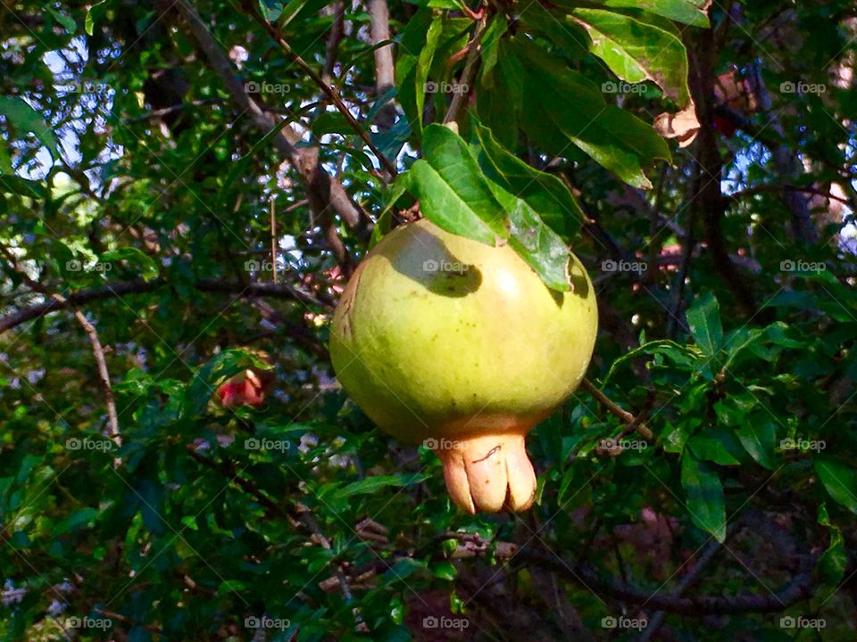 Yellow pomegranate tree and fruit