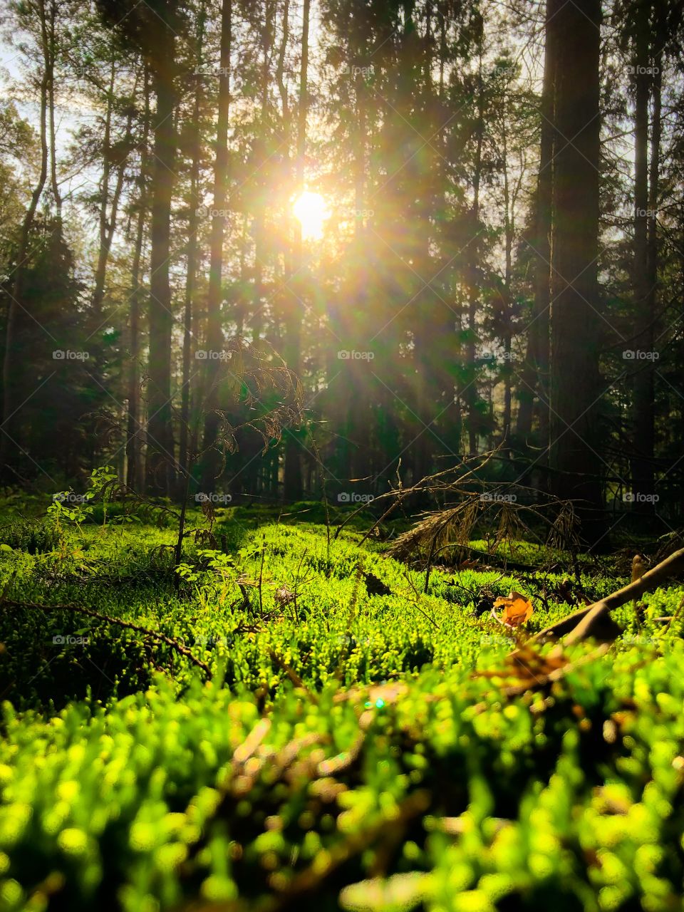 Lush green moss in a forest bathing in the Golden glow of the setting or rising sun visible through the trees