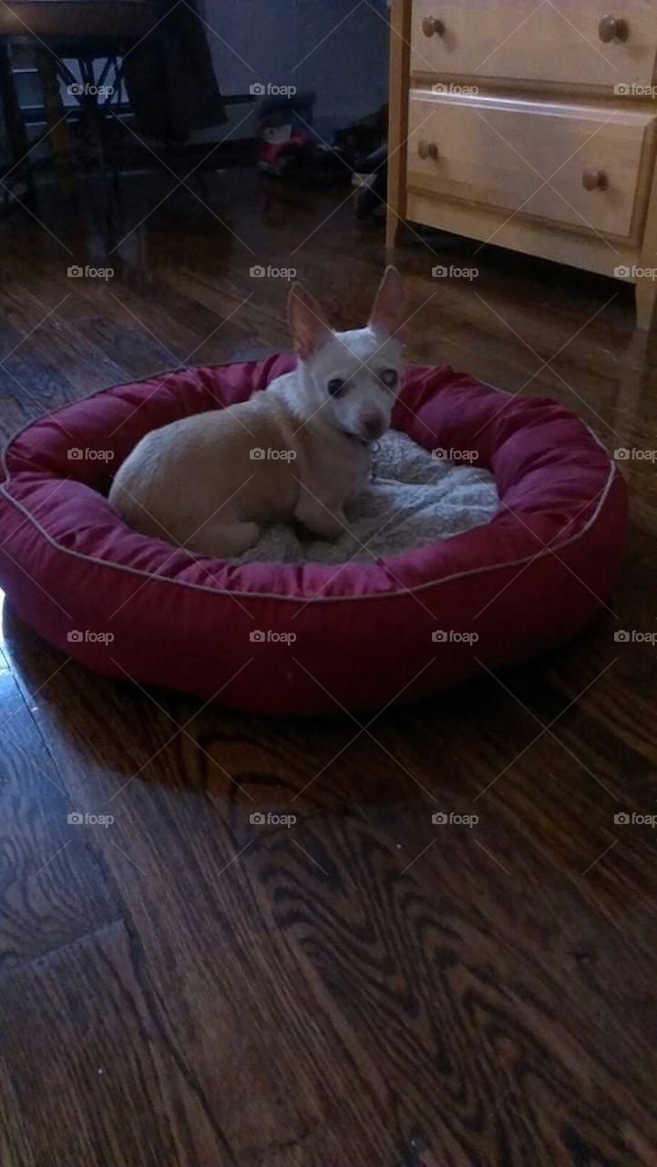 nacho resting in her bed