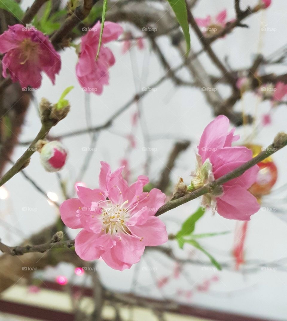 Peach blossom