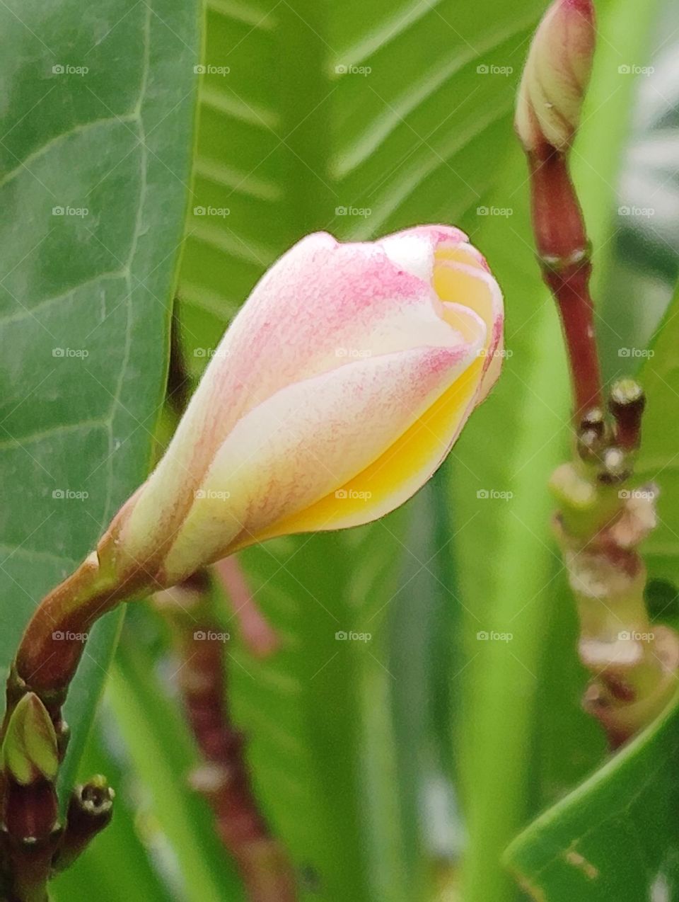 pink flower buds seasonal fresh shurb small size looks very beautiful generally found everywhere