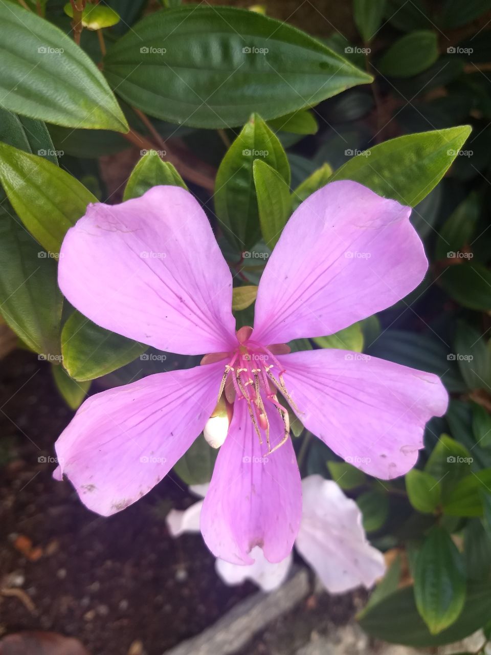 pink Flower