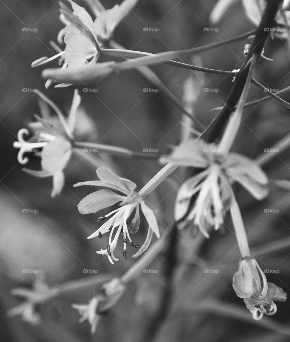 Detailed little flowers with contrasting stems. 