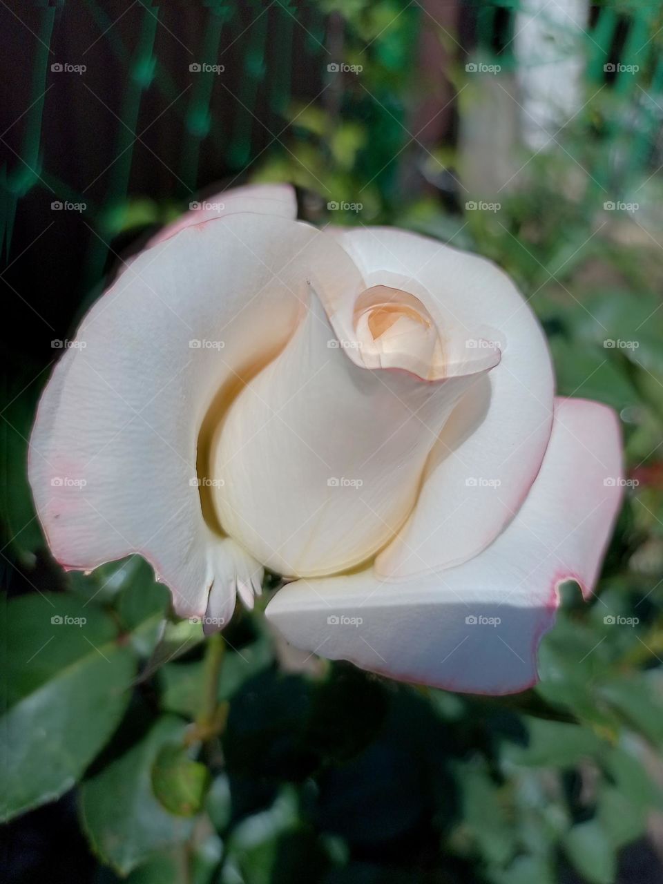 white rose