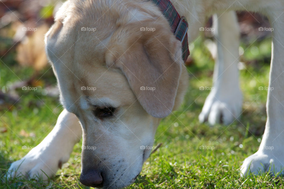 grass dog nose fur by jeffreyfulton