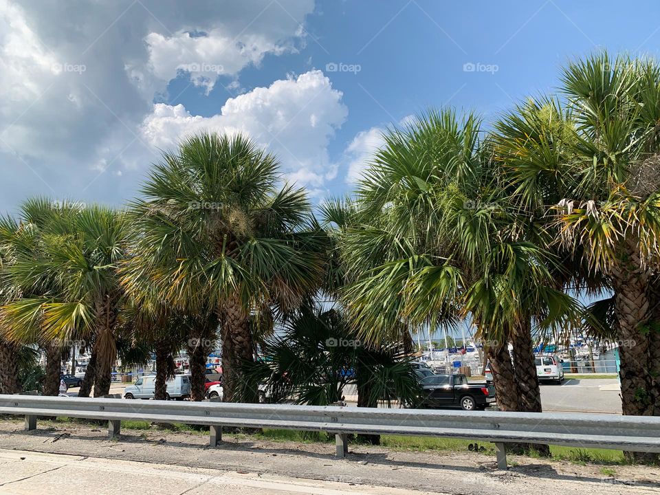 Tropical environment with a series lane of palm trees by a marina with boats and sail boats in the background. Photo taken from the road.