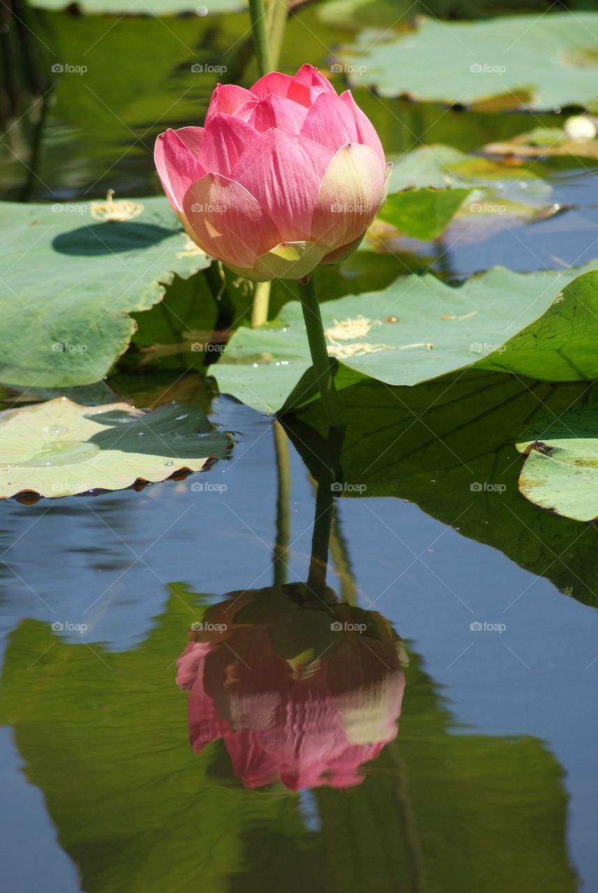 Pink lotus flower