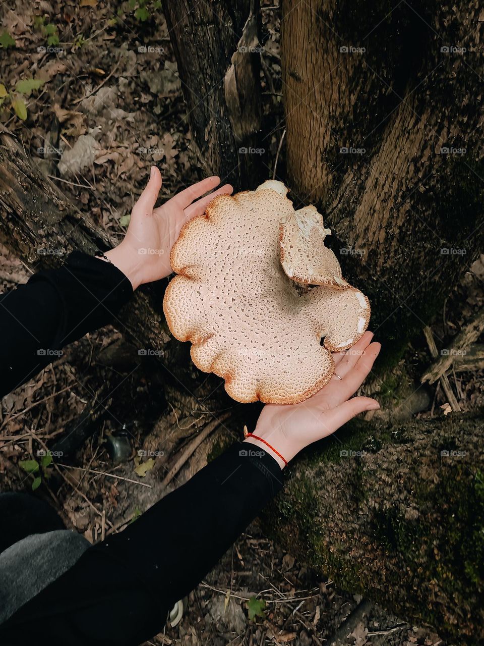 Giant wild mushrooms Dryad’s saddle, Pheasant’s back mushroom, scaly polypore, Polyporus squamosus, Cerioporus squamosus on the tree trunk in comparison with hands