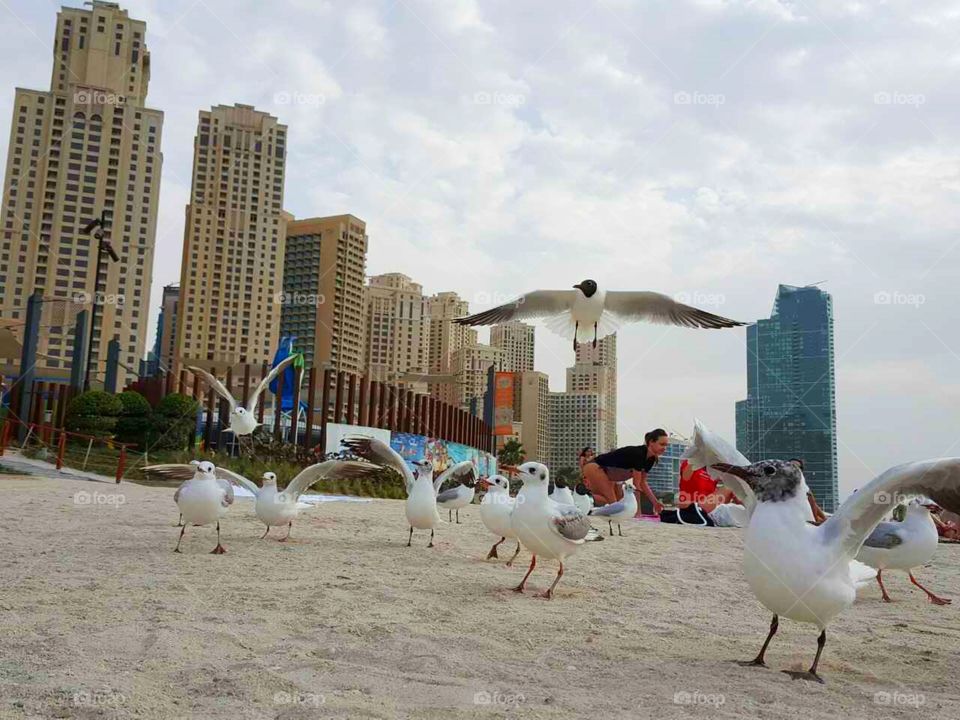 Seagulls on the beach
